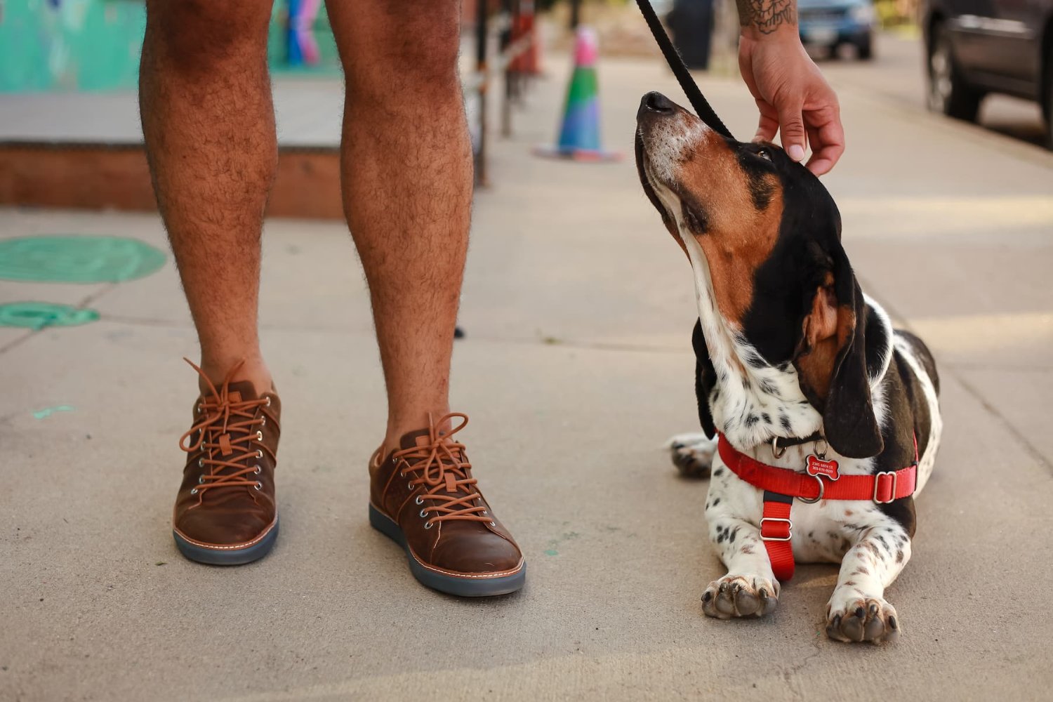 Man petting dog while wearing brown leather grounding shoes with grey soles